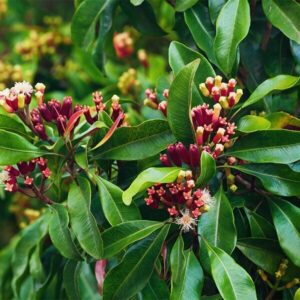 Seeds Vamsha Spice Clove Plant
