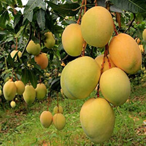 Seeds Mango Japanese Variety