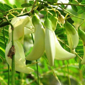 Seeds Live Yellow Agastya/Aghastya/Hummingbird/Sesbania Grandiflora Medicinal Plants