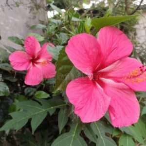 Seeds Pink Hibiscus