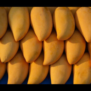 Seeds Mango Japanese Variety