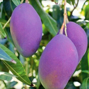 Seeds Amrapali Grafted Hybrid Mango Plant.