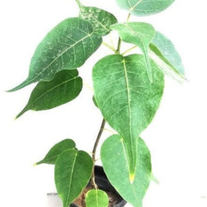 Seeds Backyard Planting Young Peepal/Sacred Fig Plant