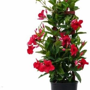 Seeds Mandevilla Plant