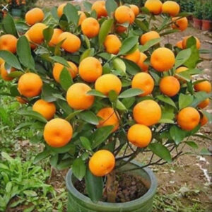 Seeds Orange Plant