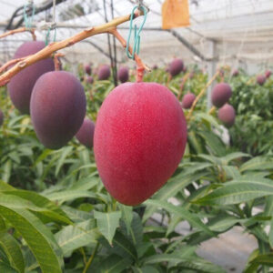 Seeds Live Mango All Season/Aam Baramasi Fruit Healthy Plants
