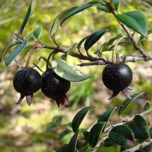Seeds Black Guava, Amrud - Plant