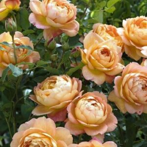 Seeds Lady of Shalott Rose / English Rose Charming Live Plant
