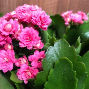Seeds Kalanchoe Fl)Ower Plants (Pink)