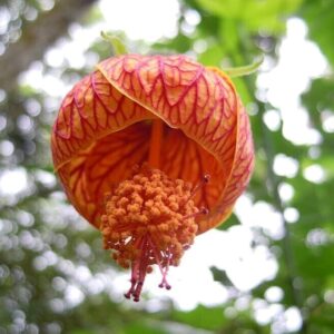 Seeds Hibiscus