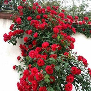 Seeds Rose Flower Plant