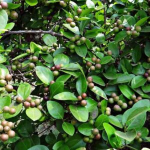 Seeds Karonda Plant