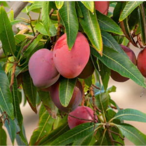 Seeds Mango Japanese Variety