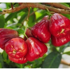 Seeds Red Malay Variety Wax Apple Water Apple Java Apple Fruit (Air Layered/Grafted) Live Plants & Tree(1-1.5 Ft Size)