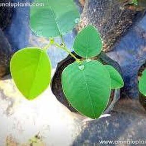 Seeds Red Chandan