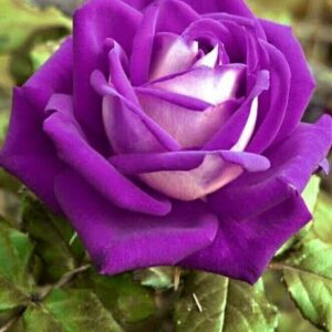 Seeds Unique Purple Rose Plant