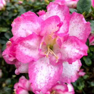 Seeds Azelia Flower Plant