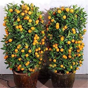 Seeds Orange Plant