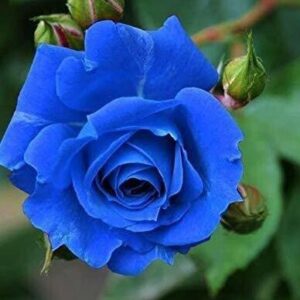 Seeds Blue Rose Plant