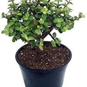Seeds Greenway Nursery-Lucky Jade/Good Luck Feng Shui Live Plant