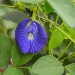 Seeds Plant-Shangu Pushpam