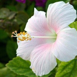 Seeds Hibiscus Plant