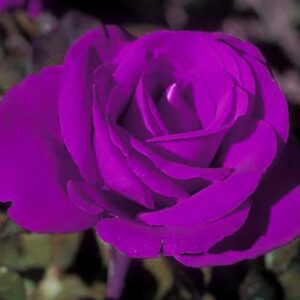 Seeds Unique Purple Rose Plant