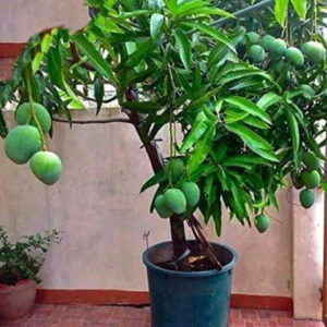 Seeds Mango Plant