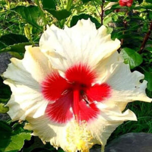 Seeds Hibiscus
