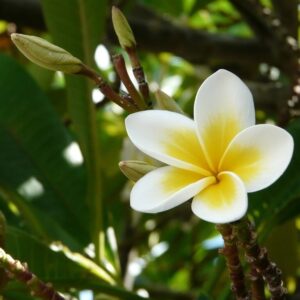 Seeds Chapa Phool/ Plumeria (White)