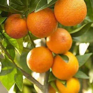 Seeds Nagpur Orange