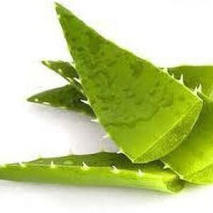 Seeds Aloevera Plant Leaves