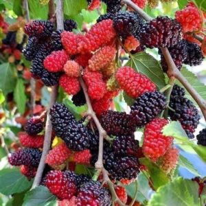 Seeds Hybrid Mulberry Plant