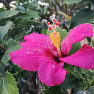 Seeds Hibiscus Pink