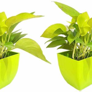 Seeds Air Purifying Good Luck Golden Money Plant - Feng Shui Pothos Plant [Pack of 2 Plants]
