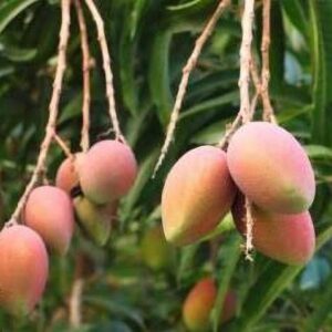 Seeds Amrapali Red
