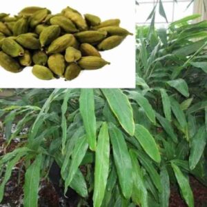 Seeds Eliche Plant