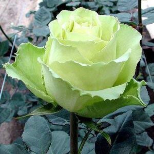Seeds Saraswati Garden'S Rare Rose Plant 'Green White' 1 Healthy Live Plant with Plastic Bag