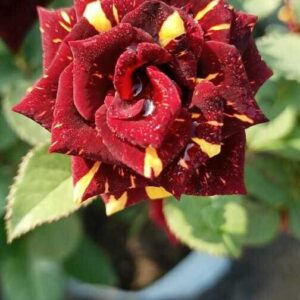 Seeds Rose Plant /Hybride Rose/ Abra Dabra Rose Plant