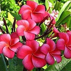 Seeds Champa Flower