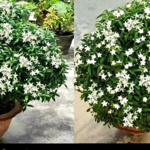 Seeds Chandni Flower Plant