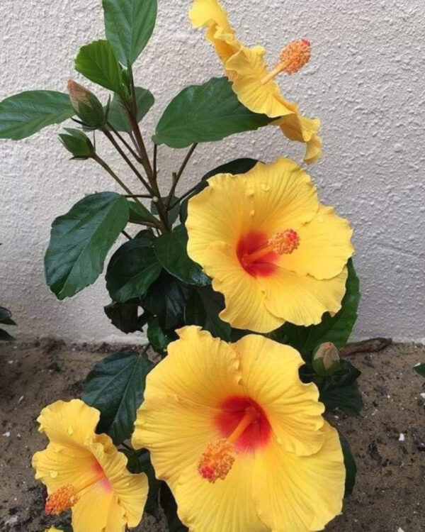 1740131915001-435