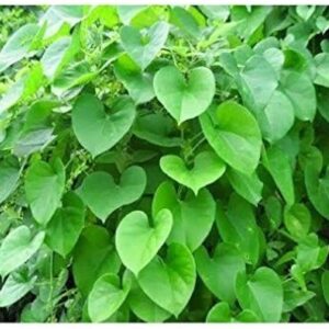 Seeds Beautiful Giloy/Heart-Leaf Live Plant with Pot Pack of 1
