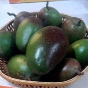 Seeds Grafted Pusa Arunima Mango Plant