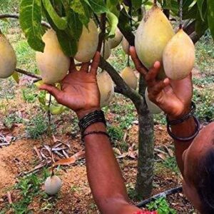 Seeds Mango Flower