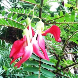 Seeds Live Red Agastya/Aghastya/ Plants