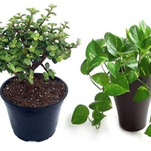 Seeds Combo of 2 Money Plant and Jade Plant