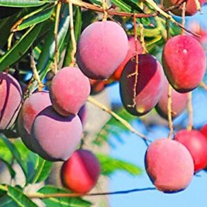 Seeds Gardens Rare Dwarf Malasian Red Mango Tree Grafted 1 Healthy Live Plants