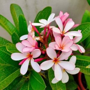 Seeds Pink Plumeria Flowers Plant.