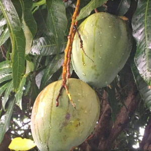 Seeds Bombay Dwarf Variety Mango Live Plant.
